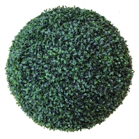 Gula_Buxus_E038A__180_mm